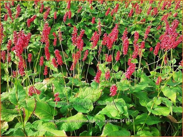 Persicaria amplexicaulis 'JS Caliente' | Duizendknoop, Adderwortel