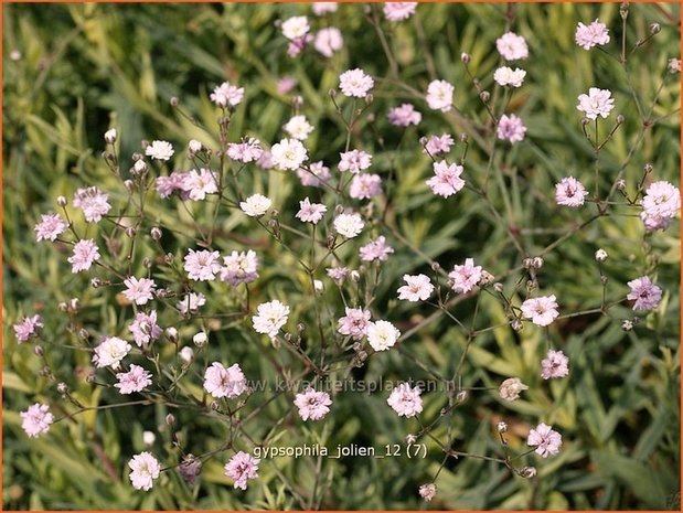 Gypsophila 'Jolien' | Gipskruid