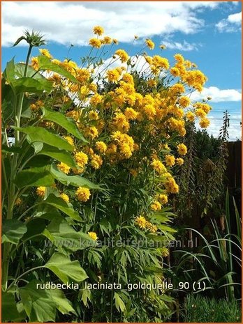 Rudbeckia laciniata 'Goldquelle' | Zonnehoed