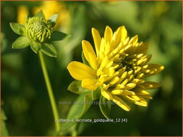 Rudbeckia laciniata 'Goldquelle' | Zonnehoed