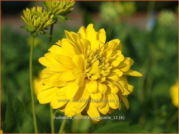 Rudbeckia laciniata 'Goldquelle' | Zonnehoed