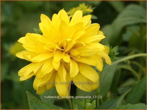 Rudbeckia laciniata 'Goldquelle' | Zonnehoed