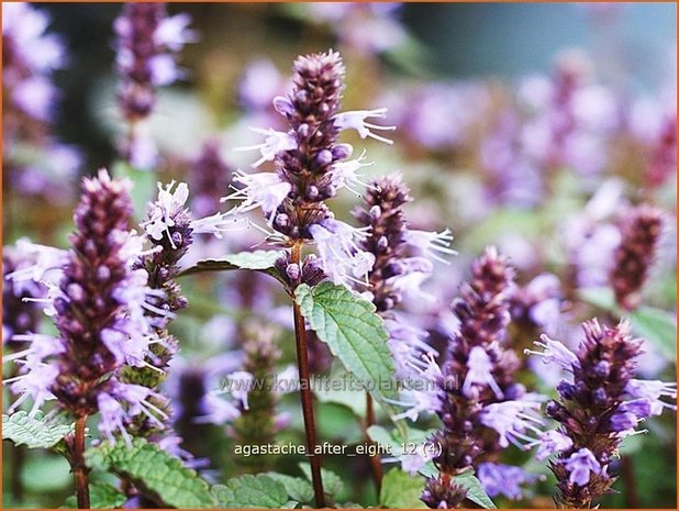 Agastache 'After Eight' | Dropplant, Anijsnetel