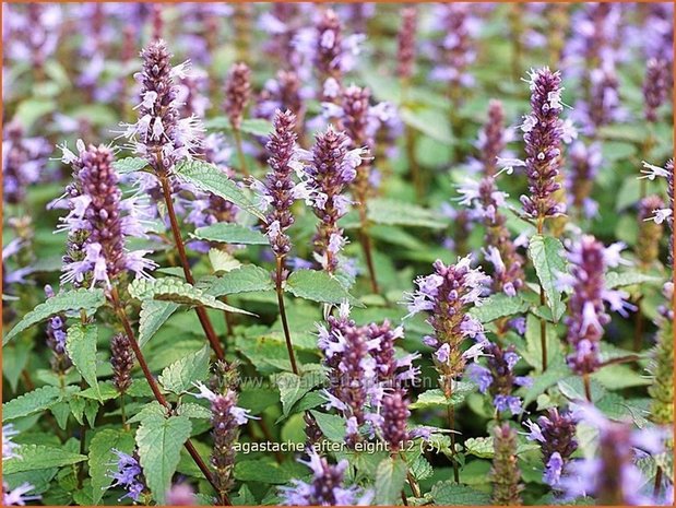 Agastache 'After Eight' | Dropplant, Anijsnetel