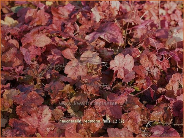 Heucherella 'Redstone Falls'