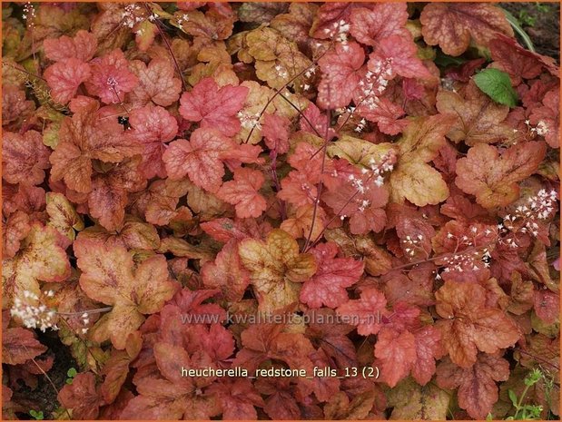 Heucherella 'Redstone Falls'