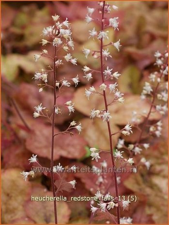 Heucherella 'Redstone Falls'