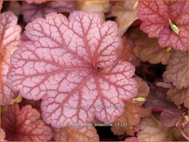 Heuchera 'Berry Smoothie' | Purperklokje