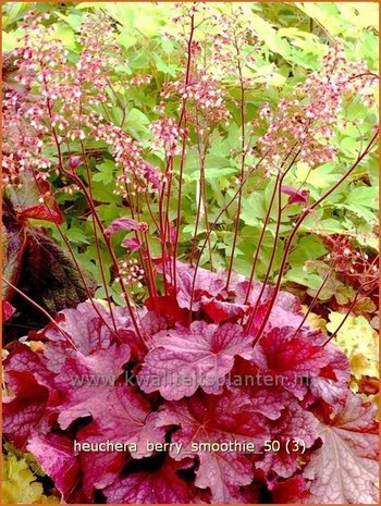 Heuchera 'Berry Smoothie' | Purperklokje