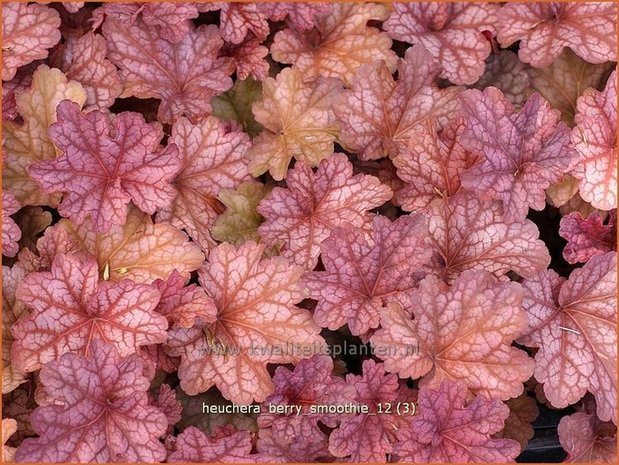 Heuchera 'Berry Smoothie' | Purperklokje