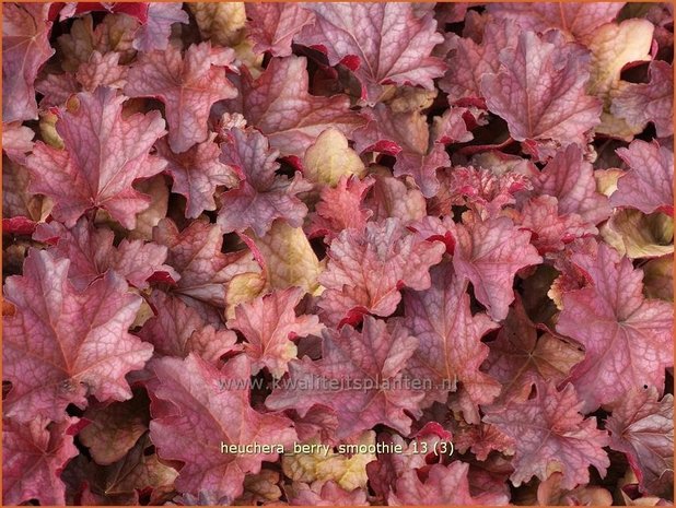 Heuchera 'Berry Smoothie' | Purperklokje