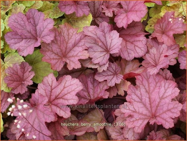 Heuchera 'Berry Smoothie' | Purperklokje