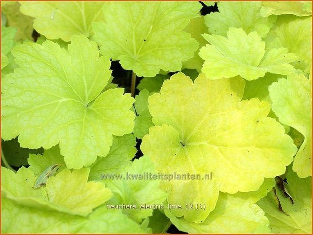 Heuchera 'Electric Lime' | Purperklokje