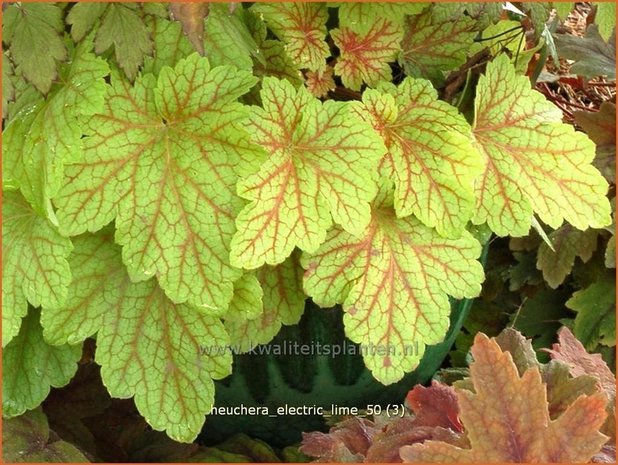 Heuchera 'Electric Lime' | Purperklokje