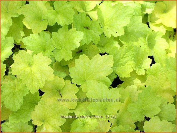 Heuchera 'Electric Lime' | Purperklokje