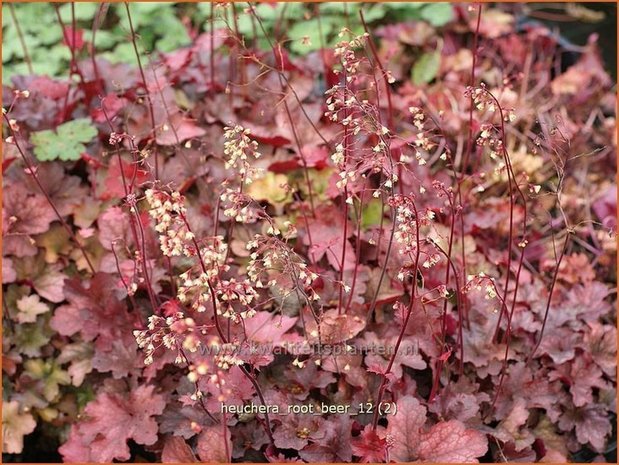 Heuchera 'Root Beer' | Purperklokje