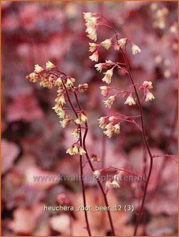 Heuchera 'Root Beer' | Purperklokje