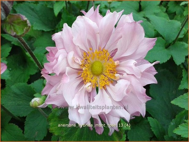 Anemone hybrida 'Mont Rose' | Anemoon, Herfstanemoon, Japanse anemoon