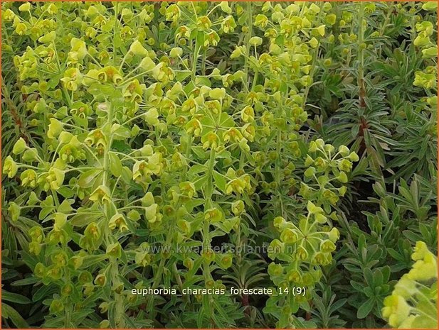 Euphorbia characias 'Forescate' | Wolfsmelk