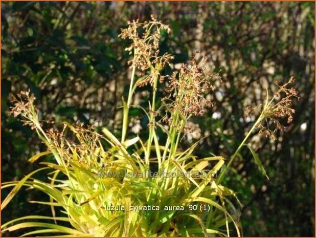 Luzula sylvatica &#39;Aurea&#39; | Grote veldbies, Veldbies | Wald-Hainsimse