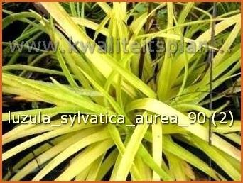 Luzula sylvatica &#39;Aurea&#39; | Grote veldbies, Veldbies | Wald-Hainsimse