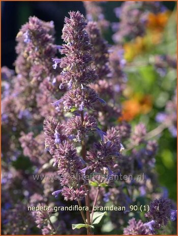 Nepeta grandiflora 'Bramdean' | Kattekruid, Kattenkruid