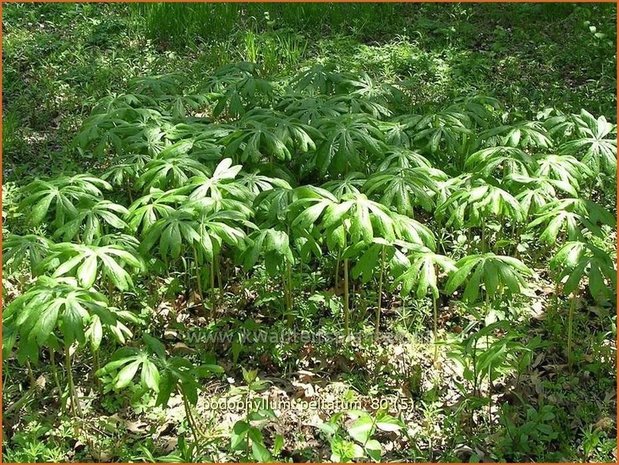 Podophyllum peltatum | Voetblad, Indische alruinwortelPodophyllum peltatum | Voetblad, Indische alruinwortel