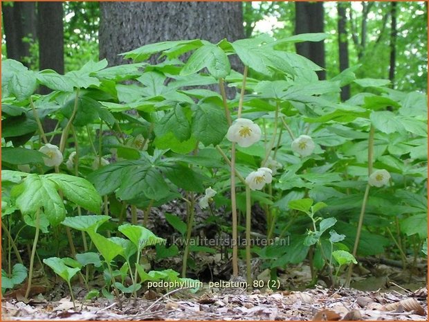 Podophyllum peltatum | Voetblad, Indische alruinwortel