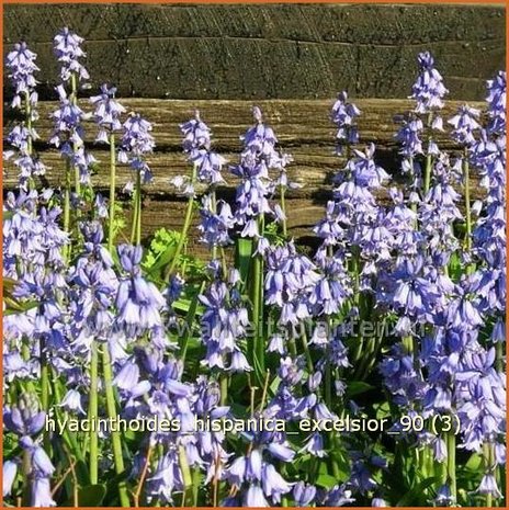 Hyacinthoides hispanica 'Excelsior' | Spaanse boshyacint