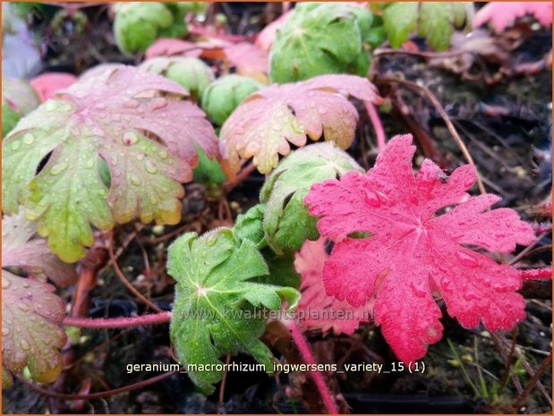 Geranium macrorrhizum 'Ingwersen's Variety' | Ooievaarsbek, Tuingeranium