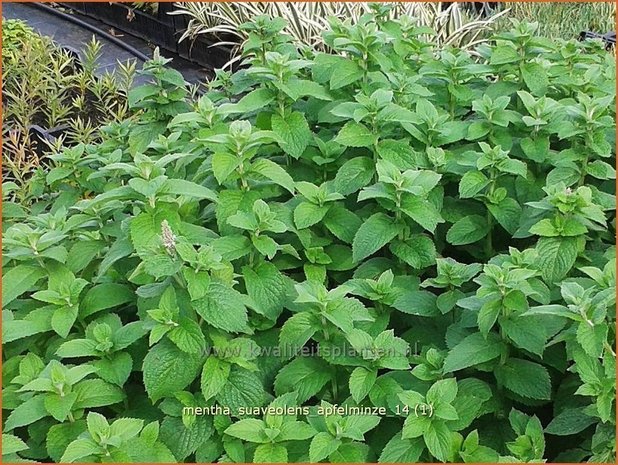 Mentha suaveolens 'Apfelminze' | Appelmunt, Munt | Wohlriechende Minze