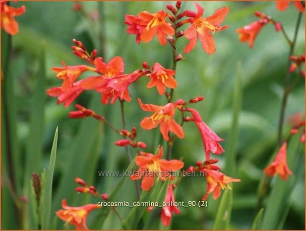 Crocosmia 'Carmine Brilliant' | Montbretia