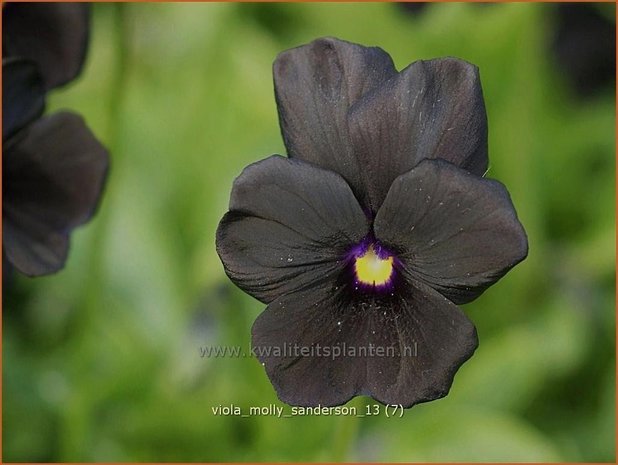 Viola cornuta 'Molly Sanderson' | Hoornviooltje