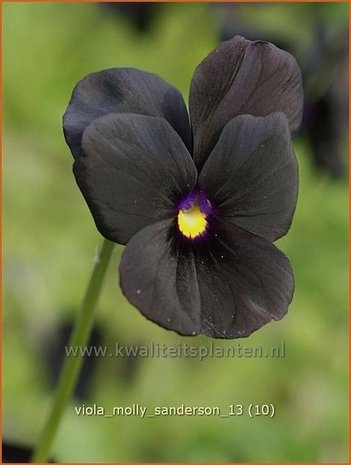 Viola cornuta 'Molly Sanderson' | Hoornviooltje