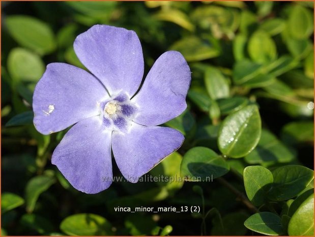 Vinca minor 'Marie' | Kleine maagdenpalm