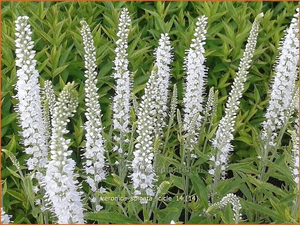 Veronica spicata 'Icicle' | Aarereprijs, Ereprijs