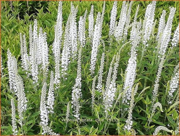 Veronica spicata 'Icicle' | Aarereprijs, Ereprijs