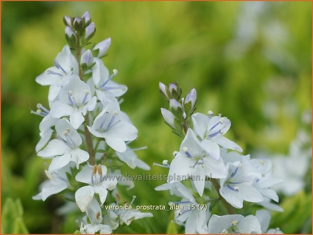 Veronica prostrata 'Alba' | Liggende ereprijs, Ereprijs