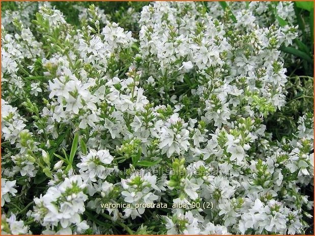 Veronica prostrata 'Alba' | Liggende ereprijs, Ereprijs