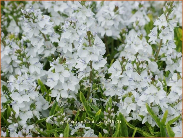 Veronica prostrata 'Alba' | Liggende ereprijs, Ereprijs