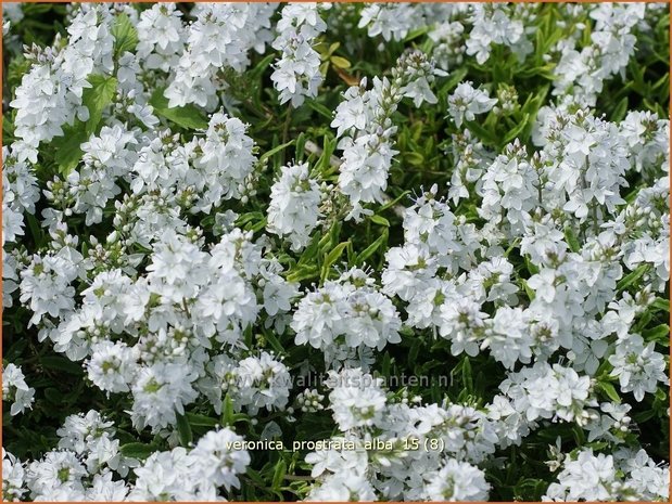 Veronica prostrata 'Alba' | Liggende ereprijs, Ereprijs