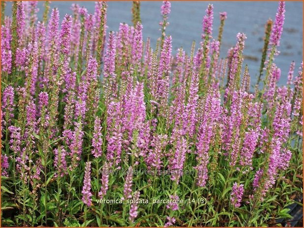 Veronica spicata 'Barcarolle' | Aarereprijs, Ereprijs