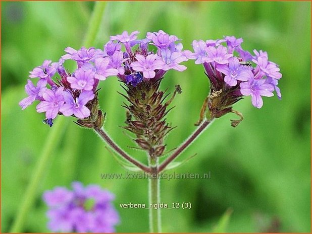 Verbena rigida | IJzerhard | Steifes Eisenkraut | Rough Verbena