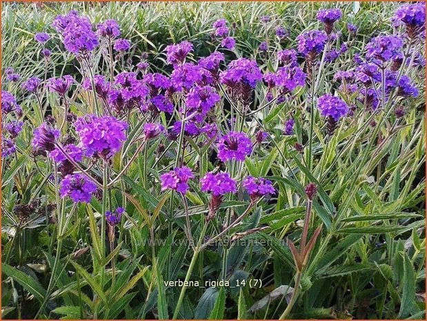 Verbena rigida | IJzerhard | Steifes Eisenkraut | Rough Verbena