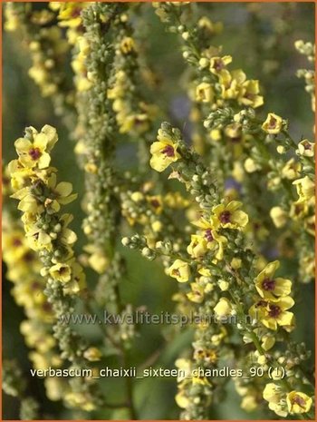 Verbascum chaixii 'Sixteen Candles' | Toorts