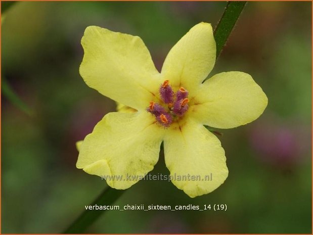 Verbascum chaixii 'Sixteen Candles' | Toorts