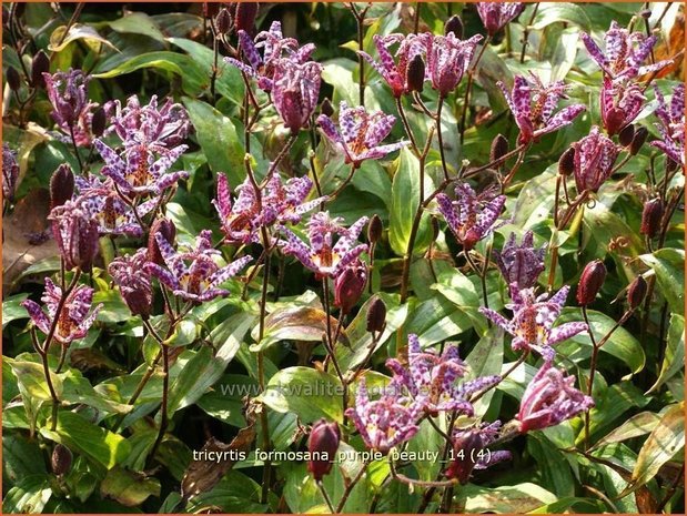 Tricyrtis formosana 'Purple Beauty' | Paddenlelie, Armeluisorchidee