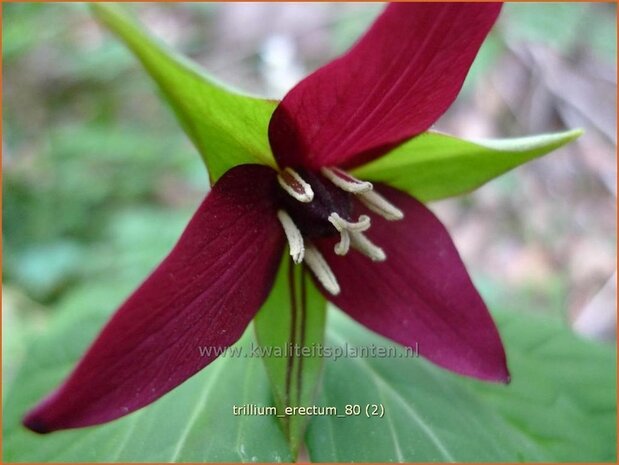 Trillium erectum | Drieblad, Boslelie