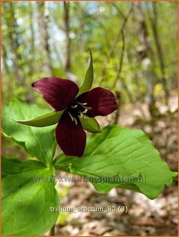 Trillium erectum | Drieblad, Boslelie