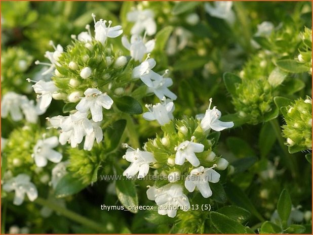 Thymus praecox 'Albiflorus' | Kruiptijm, Tijm